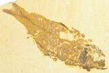 Limestone with Two Fossil Fish (Knightia) - Wyoming #360750-2